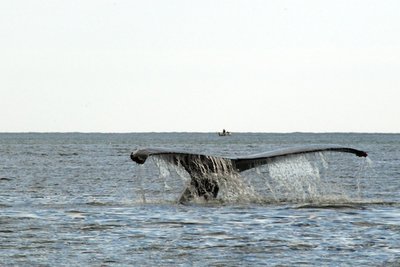 Humpbacks - they're umm... BIG.