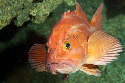 Yelloweye Rockfish - still common in Quatsino Sound.