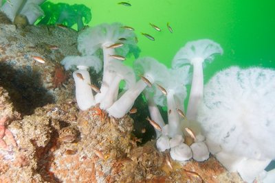 Pretty scene at Hunt Islets.  Rockfish from Silvergrays to Yelloweyes, Vermilions to Canaries.  Here's a cluster of young'uns.