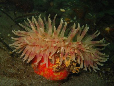 Anemoneandcrab.JPG