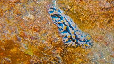 Blurry Fried Egg Nudibranch