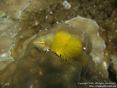 Two Christmas Tree Worms