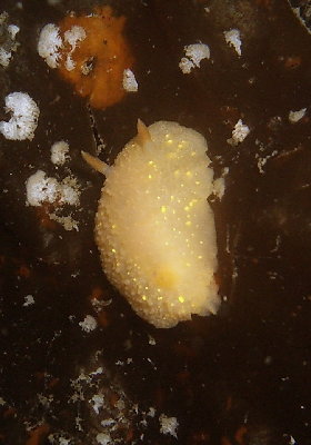 cadlina1.jpg