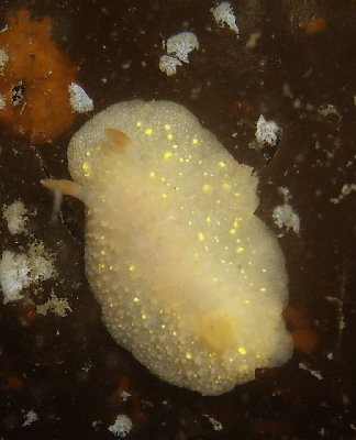 cadlina2.jpg