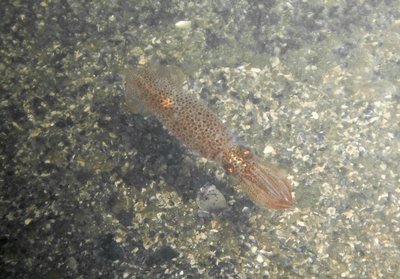 Here's a lucky shot of a squid at the T-Dock and the only one of three that was in focus...