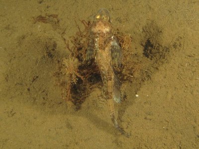 sculpin threadfin_4068.JPG