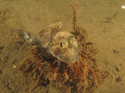 sculpin threadfin_4078.JPG