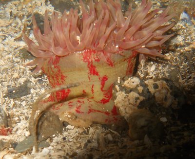 Ucrassicornis.JPG