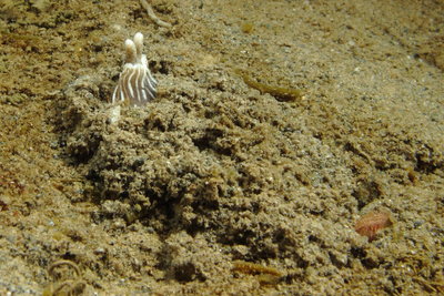 Striped Nudibranch 1.JPG