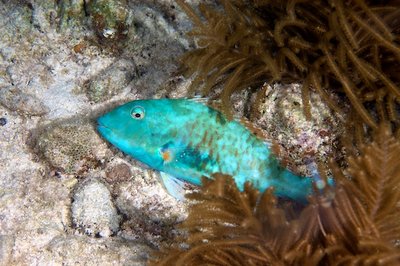 It was just so cute seeing the parrotfish sleeping. I wish I looked that good when I get woken up