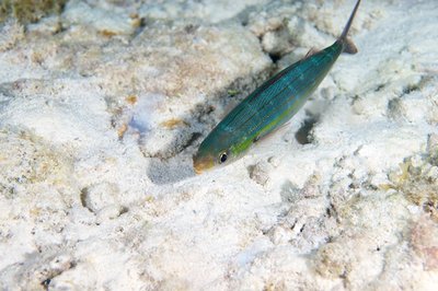 This was the luckiest fish ever. On a night dive, a huge Tarpon must have taken a dozen tries at this guy before giving up.