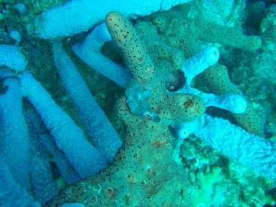 My first Frogfish sighting! I think Tom got some better pics of this guy.