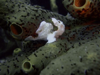 Frogfish on Sponge