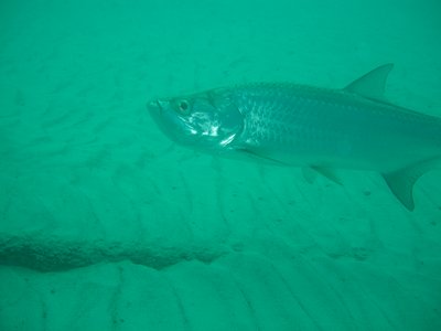 Tarpon at Cai-not great viz in the channel