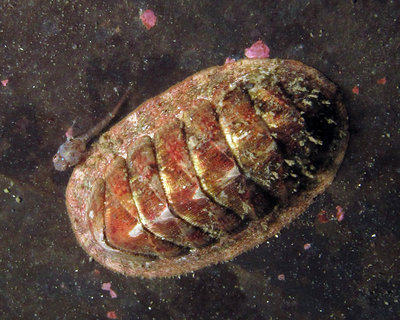 Chiton and baby sculpin.jpg