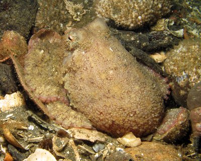 Red octopus (Octopus rubescens).jpg