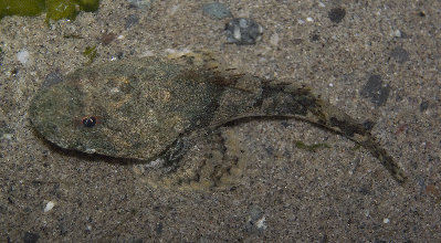 Mystery sculpin at Lopez