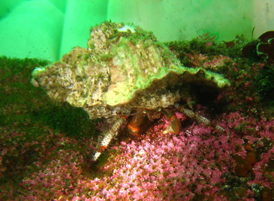 Bering Hermit Crab