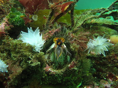 Alabaster Nudibranch &amp; Giant Acorn Barnacle