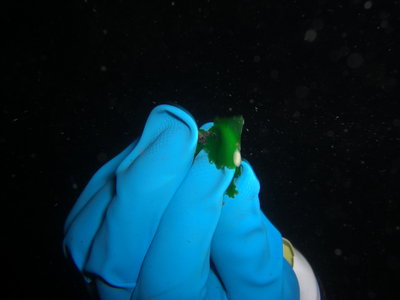 At the beginning of dive two, Renoun came to me with this in his hand. Open the picture to see the tiny Nudibranch!
