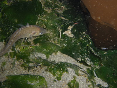 If you get a glimps of one of these guys, good luck getting a picture! Look for three Dorsal fins and you will see this Pacific Cod Fish!