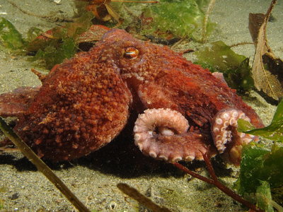 Red Octo