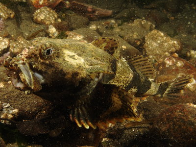 Buffalo Sculpin 1.JPG