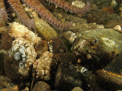 Buffalo Sculpin 3.JPG