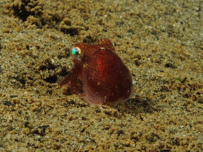 Stubby Squid - this guy was the size of a pea.