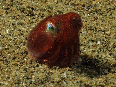 Stubby Squid 2.JPG