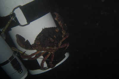 Mr Crab catching a ride on H20docs tank!