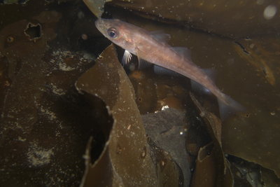 A True North Pacific Cod Fish! See the 3 dorsal fins?