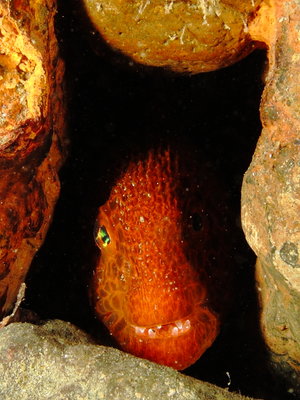 Juvenile Wolf Eel - found him (her?) and sibling south of the boat ramp