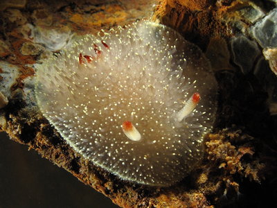 Nanaimo Dorid