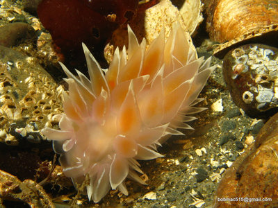 Some of the Frosted Nudibranch's had great colors!