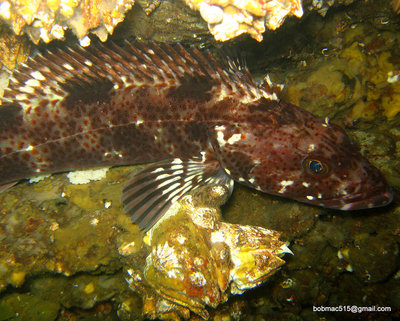 Ling cod with unique coloring.