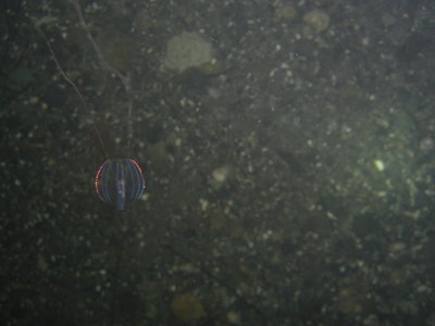 I got a pic of a jelly too! this guy was about as big as a pencil eraser but full of color!