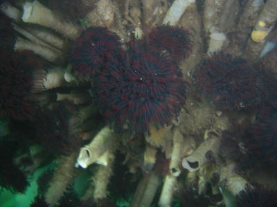 I deon't think I did the colors of these Tube Worms justice, in this pic, but they are incredible at Titlow!
