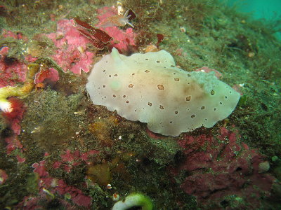 leopard dorid