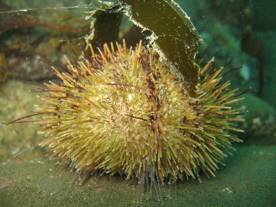 Urchin