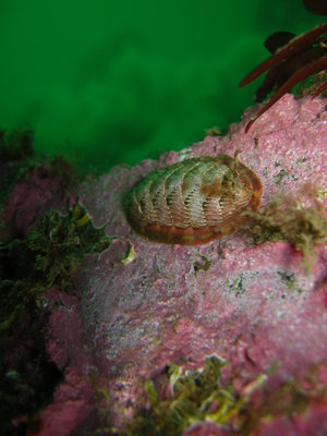Chiton, per another discussion ;)