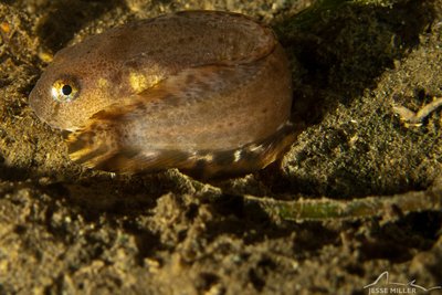 Small snailfish.