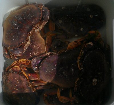 Yummy-crabz.jpg