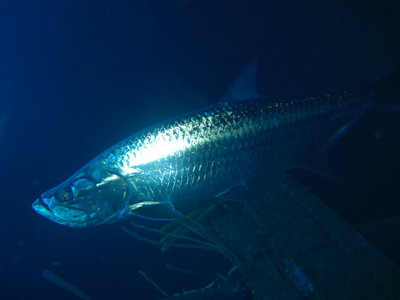 Night Diving W/ Tarpon!