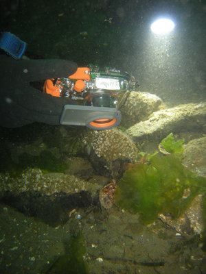 Awesome vis - this is Tom Nic photographing an octo, no strobe!