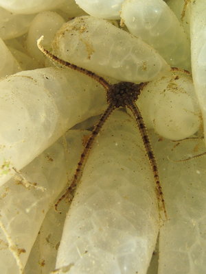 Brittle Star on Squid Eggs