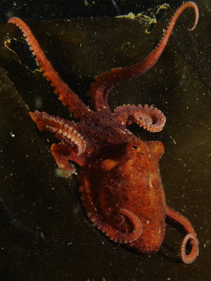 Red Octo