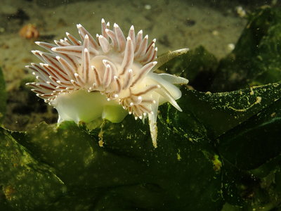 Red Flabellina