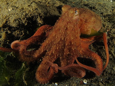 Red Octo
