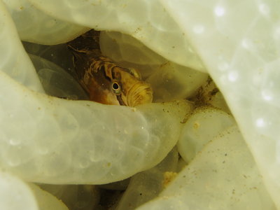 Saddleback Gunnel on Squid Eggs